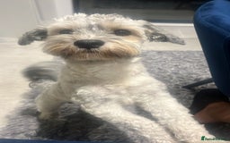 Havanese dogs for stud: Our⭐️Teddy⭐️ is available for stud. - Image 10