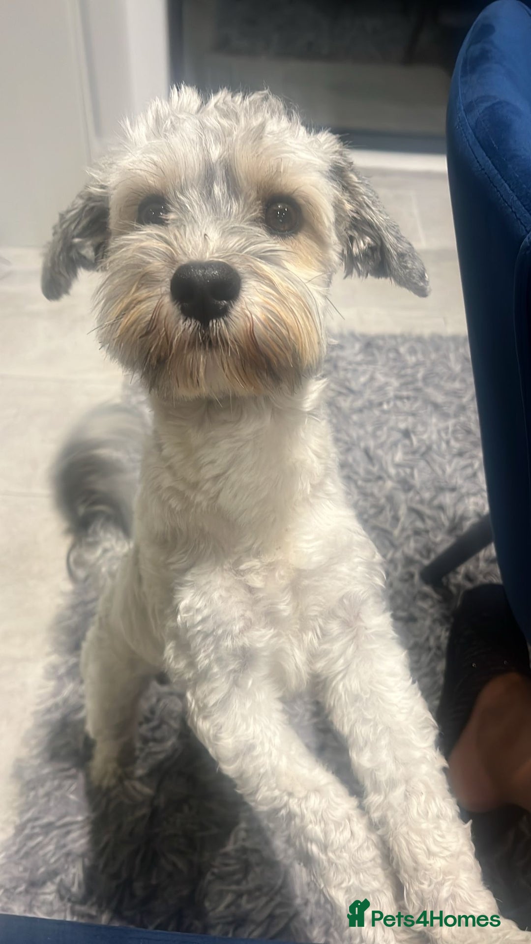Havanese dogs for stud: Our⭐️Teddy⭐️ is available for stud. - Image 10