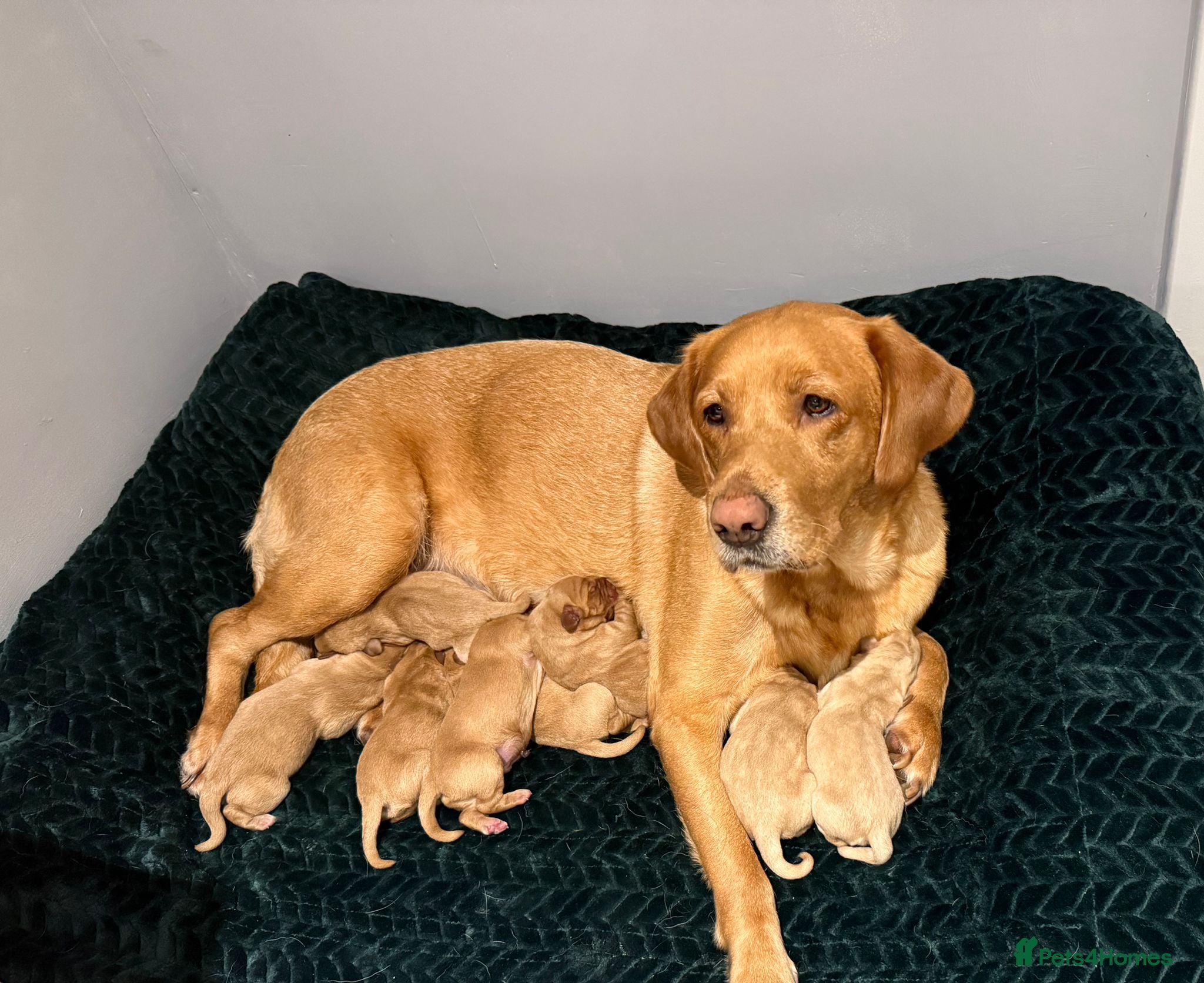 Labrador Retriever dogs Fox red and yellow/white Labrador pups - Advert 2