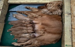 Cocker Spaniel dogs for sale: SUPERB SHOW TYPE COCKER SPANIEL PUPPIES  - Image 10