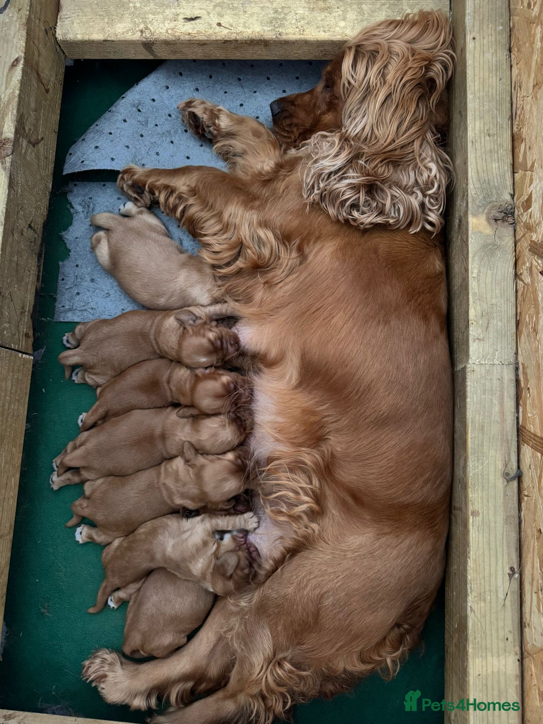 Cocker Spaniel dogs for sale: SUPERB SHOW TYPE COCKER SPANIEL PUPPIES  - Image 10