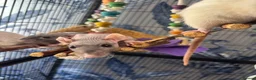 Rat rodents for sale: Five Exceptionally Friendly Dumbo rats  - Advert 7