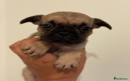Frug dogs for sale: 3/4 Frenchie 1/4 pug puppies for sale  - Image 9