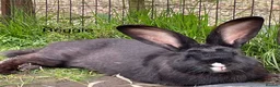 Continental Giant rabbits for sale: 💖 last girl! Pure bred continental giants💖 - Advert 7