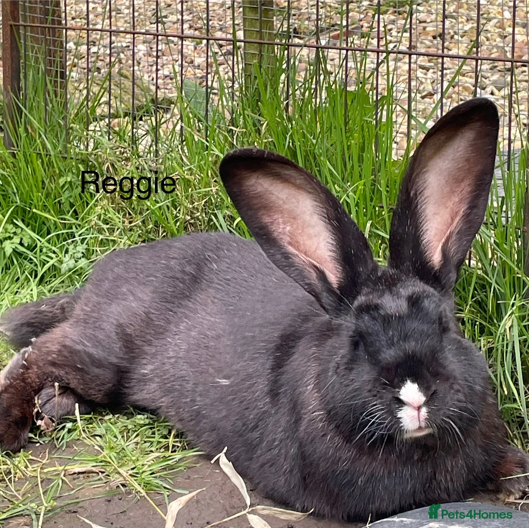 Continental Giant rabbits for sale: 💖 last girl! Pure bred continental giants💖 - Advert 7