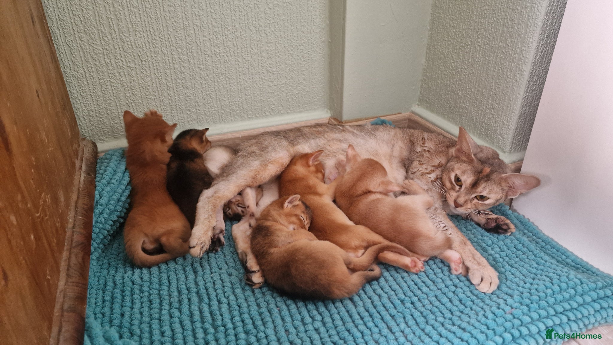 Abyssinian cats Abyssinian kittens  - Advert 5