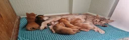 Abyssinian cats for sale: Abyssinian kittens  - Advert 3