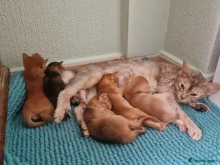 Abyssinian cats Abyssinian kittens - Advert 5