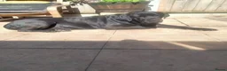 Cane Corso dogs for sale: Cane Corso puppies ready to leave now - Advert 17