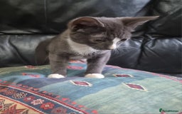 Sphynx cats for sale: Grey/Lilac/Blue half Sphynx, tabby Kittens - Image 3
