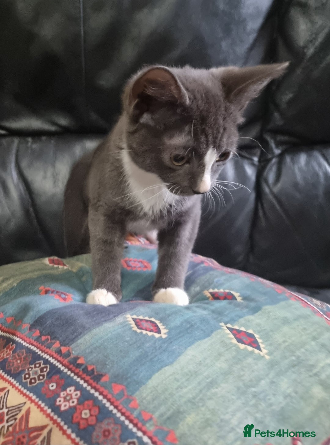 Sphynx cats for sale: Grey/Lilac/Blue half Sphynx, tabby Kittens - Image 3