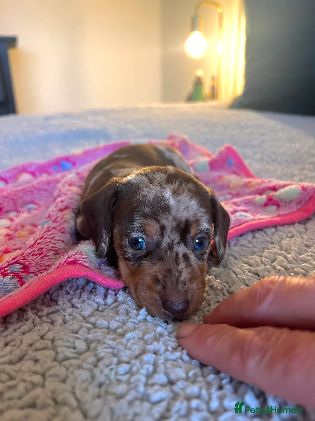 Miniature Dachshund dogs for sale: Stunning Miniature Dachshund Puppies! - Advert 6