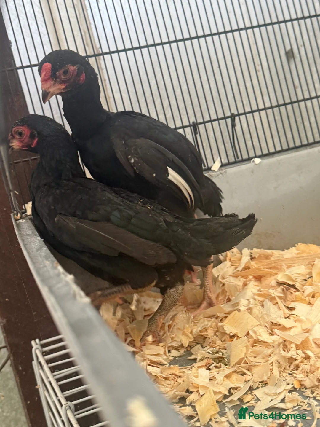 Chickens poultry for sale: Young KO pairs  - Advert 4