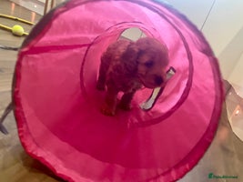 Cockapoo dogs F1 Golden Cockerpoo puppies - Advert 2