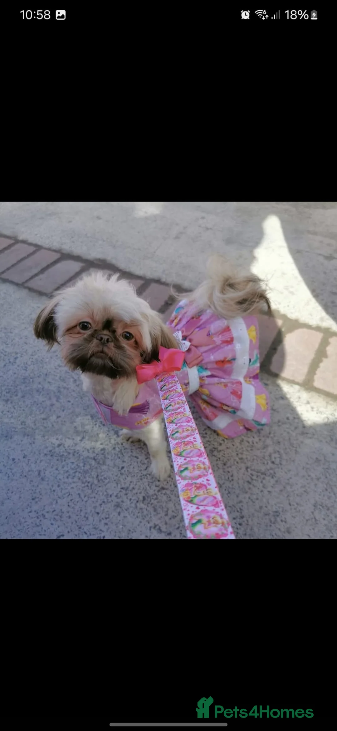 Shih Tzu dogs for sale: Beautiful Imperial shihtzu girl - Advert 1