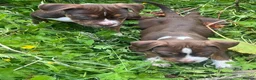 American Bully dogs for sale: American pocket bully  - Advert 14