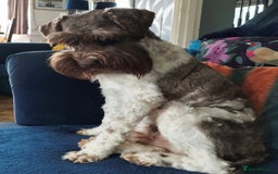 Miniature Schnauzer dogs for sale: Beautiful litter of Miniature Shnauzers  - Image 28