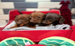 Miniature Dachshund dogs for sale: Outstanding kc reg pra clear minis  - Image 3