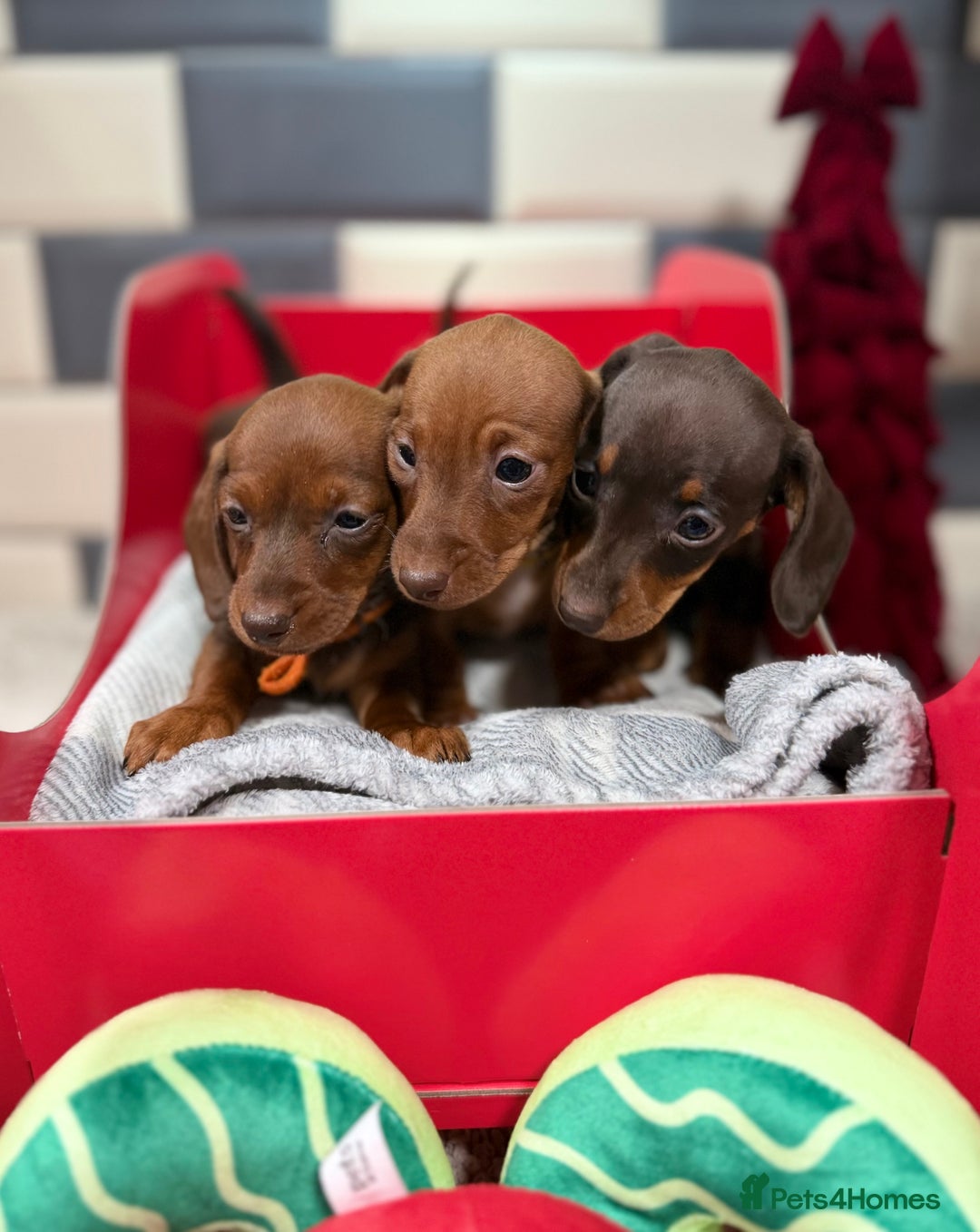 Miniature Dachshund dogs for sale: Outstanding kc reg pra clear minis  - Image 3