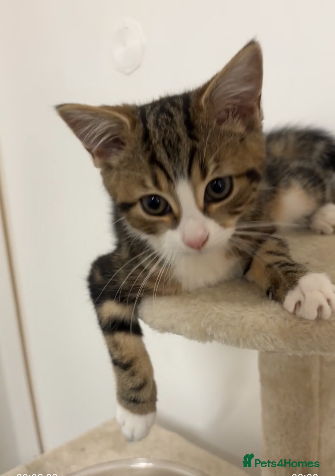 Domestic Shorthair cats for sale: 12 week old female Tabby kitten - Image 5