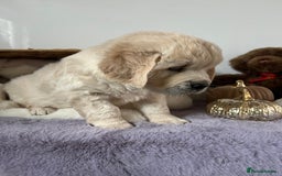 Golden Retriever dogs for sale: Golden retriever puppy's  - Image 2