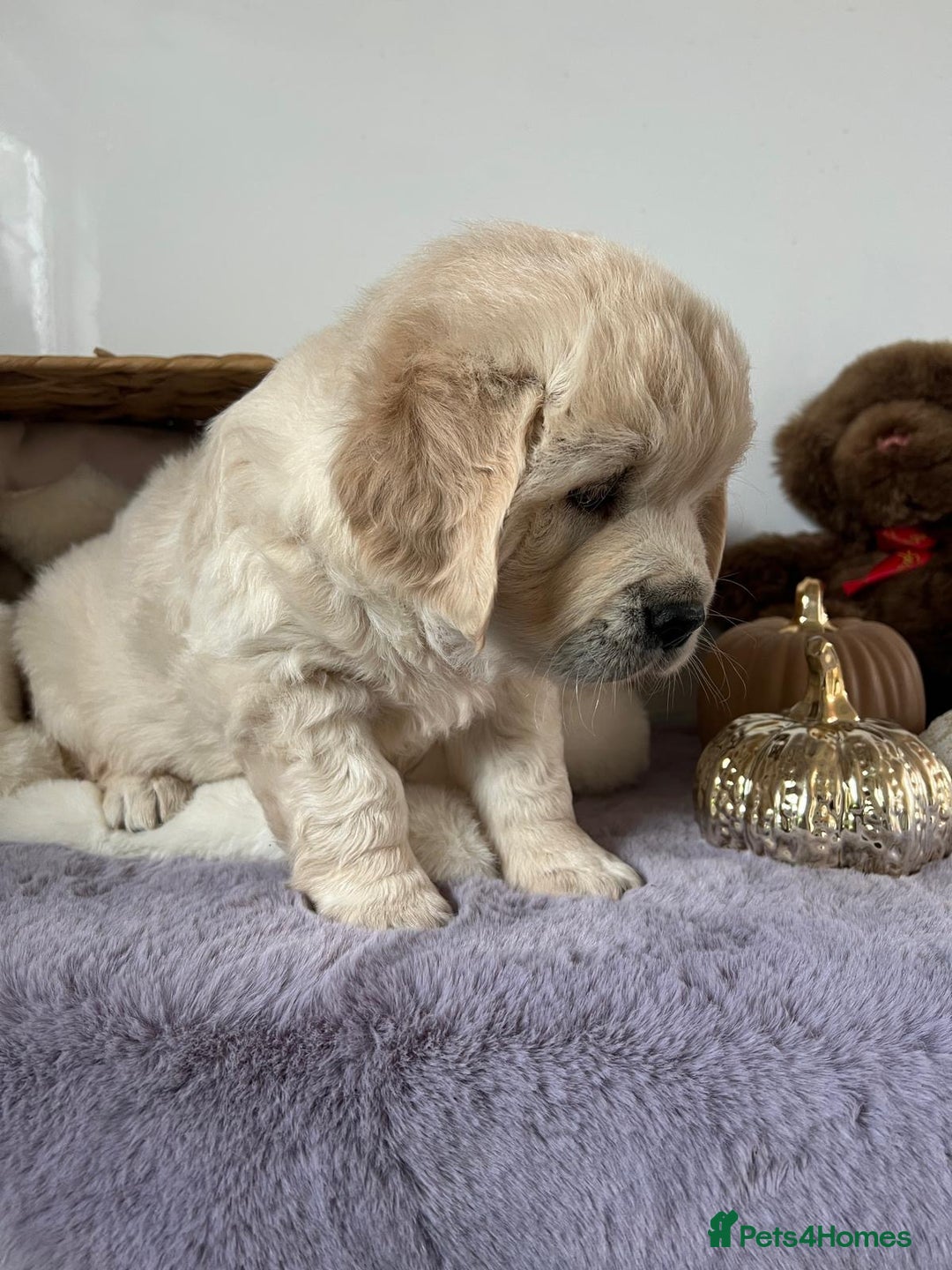 Golden Retriever dogs for sale: Golden retriever puppy's  - Image 2