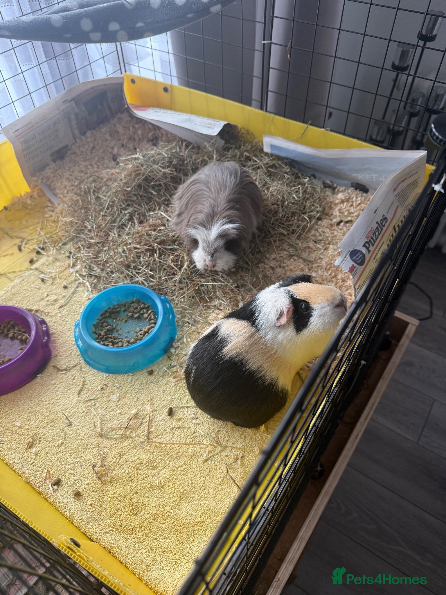 Guinea Pig rodents 2x female Guinea pigs, cage, food , accessories  - Advert 1