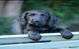 Cocker Spaniel dogs for sale: KC Registered Cocker Spaniel Puppies - Image 8