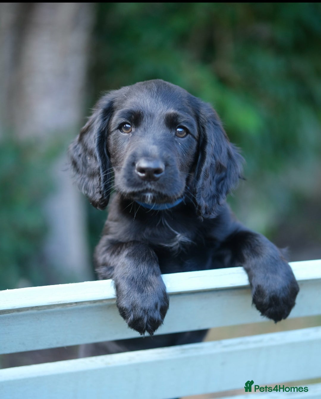 Cocker Spaniel dogs for sale: KC Registered Cocker Spaniel Puppies - Image 8