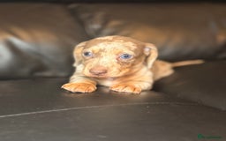 Miniature Dachshund dogs for sale: Beautiful mini dachshund  - Image 8