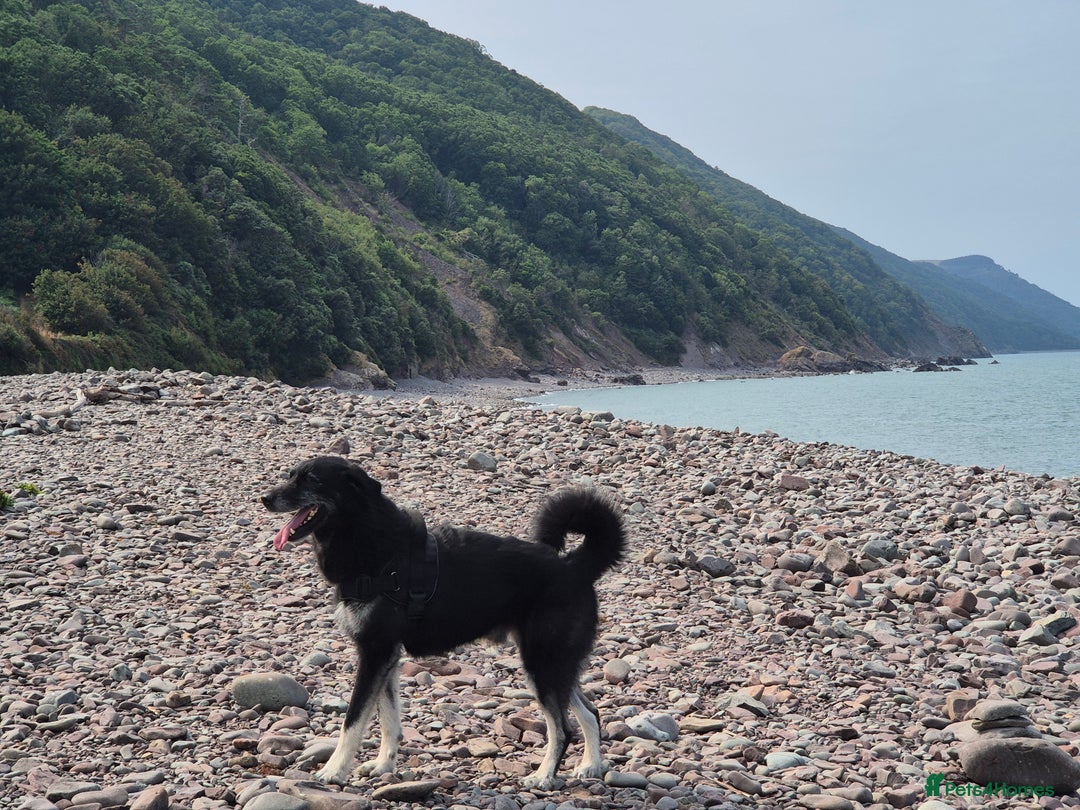 Mixed Breed dogs for sale: 4 year old large male dog. PLEASE READ DESCRIPTION - Advert 5