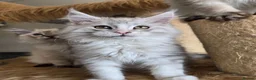 Maine Coon cats for sale: Ready now Silver with white Maine Coon kittens - Advert 19