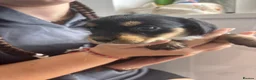 Mixed Breed dogs for sale: Jack Shih 3 lovely girls  in Llanelli - Advert 15