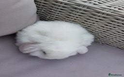 Mini Lop rabbits for sale: 💕Gorgeous purebred mini lops 💕 - Image 8
