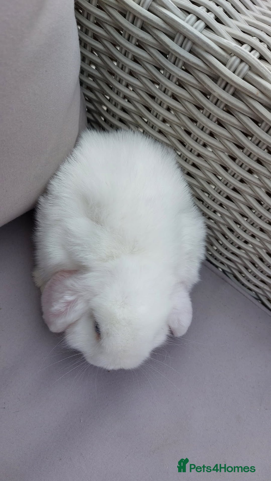 Mini Lop rabbits for sale: 💕Gorgeous purebred mini lops 💕 - Image 8