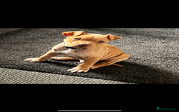 Staffordshire Bull Terrier dogs for sale: Beautiful Bailey  - Image 5