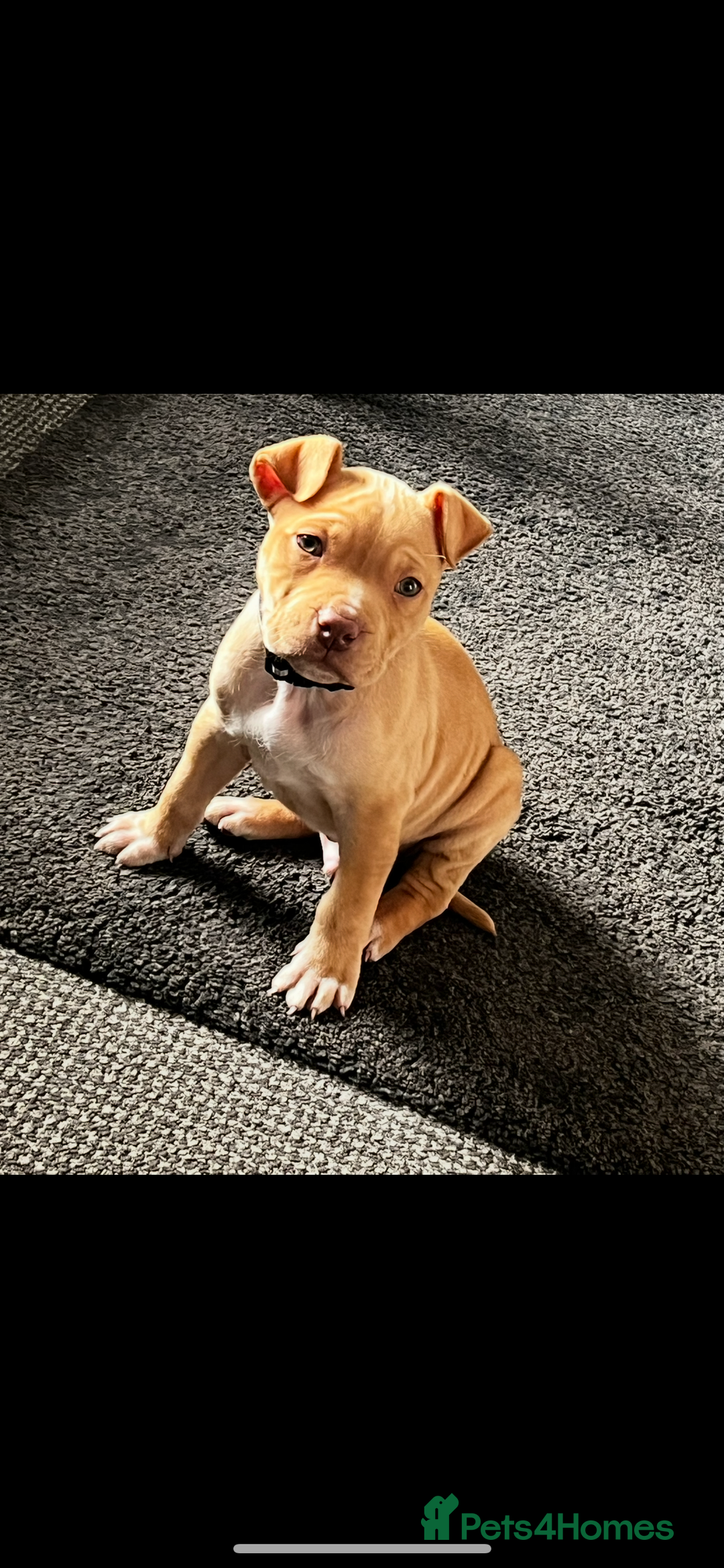 Staffordshire Bull Terrier dogs for sale: Beautiful Bailey  - Image 5