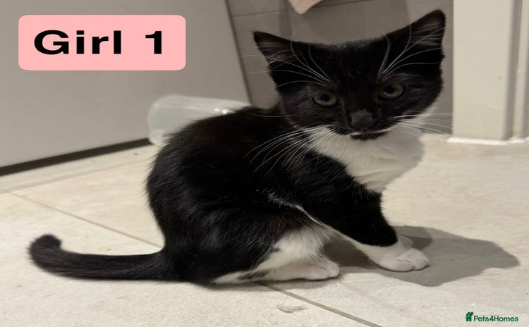 Domestic Shorthair cats - Advert 5