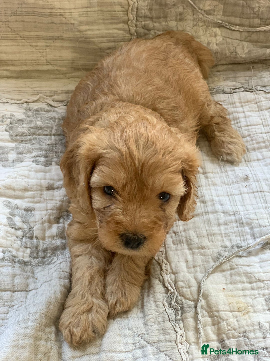 Cockapoo dogs for sale: Adorable Cockapoo Puppies  - Image 4