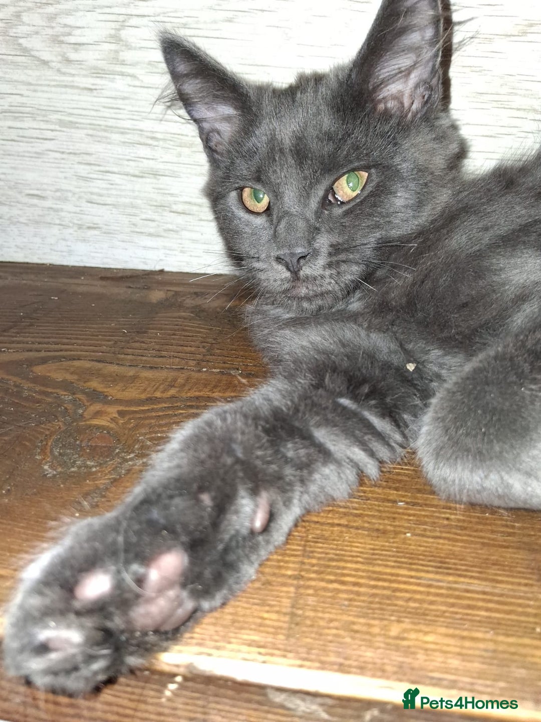 Maine Coon cats for sale: maine coon  in Barnsley - Image 1