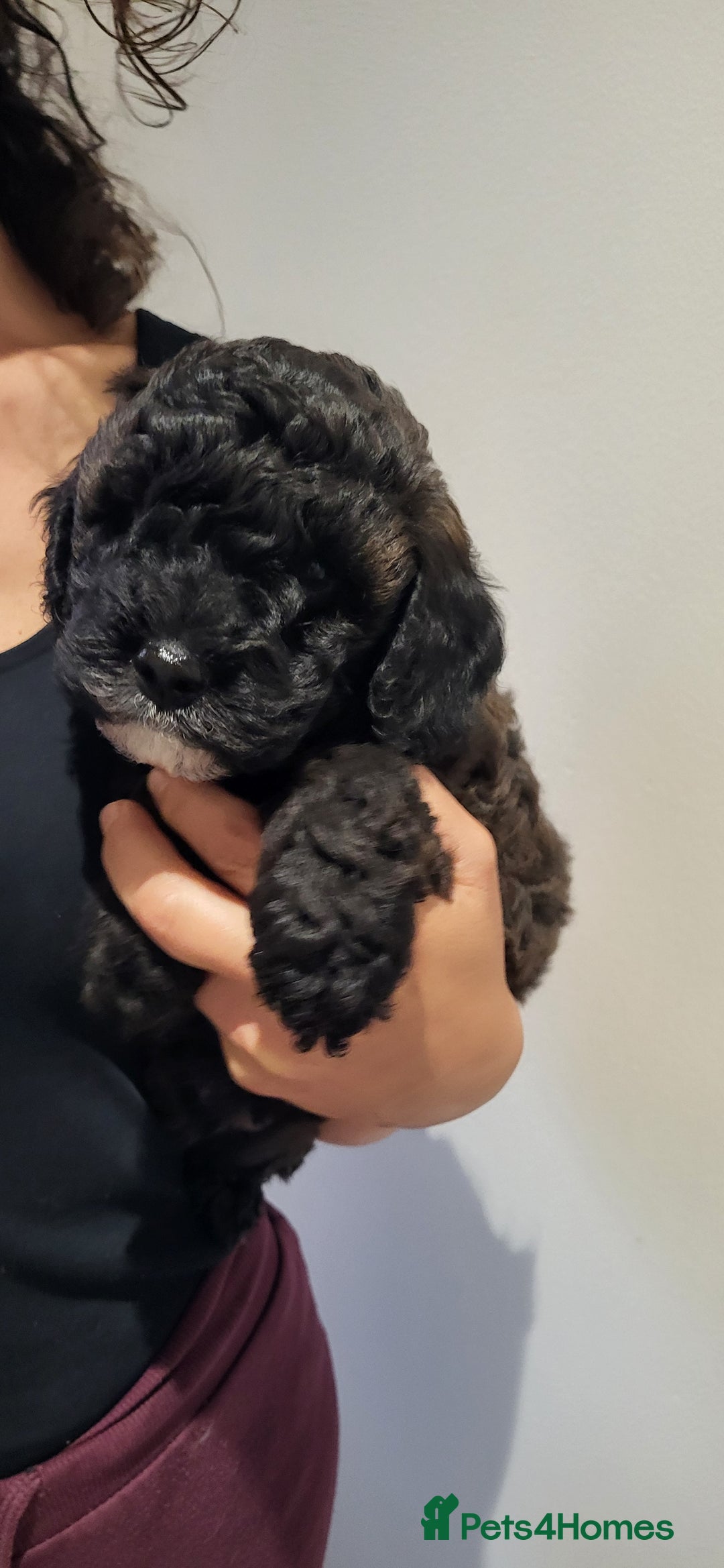 Cockapoo dogs for sale: Mr David  - Image 8