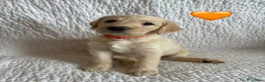 Orange 🧡