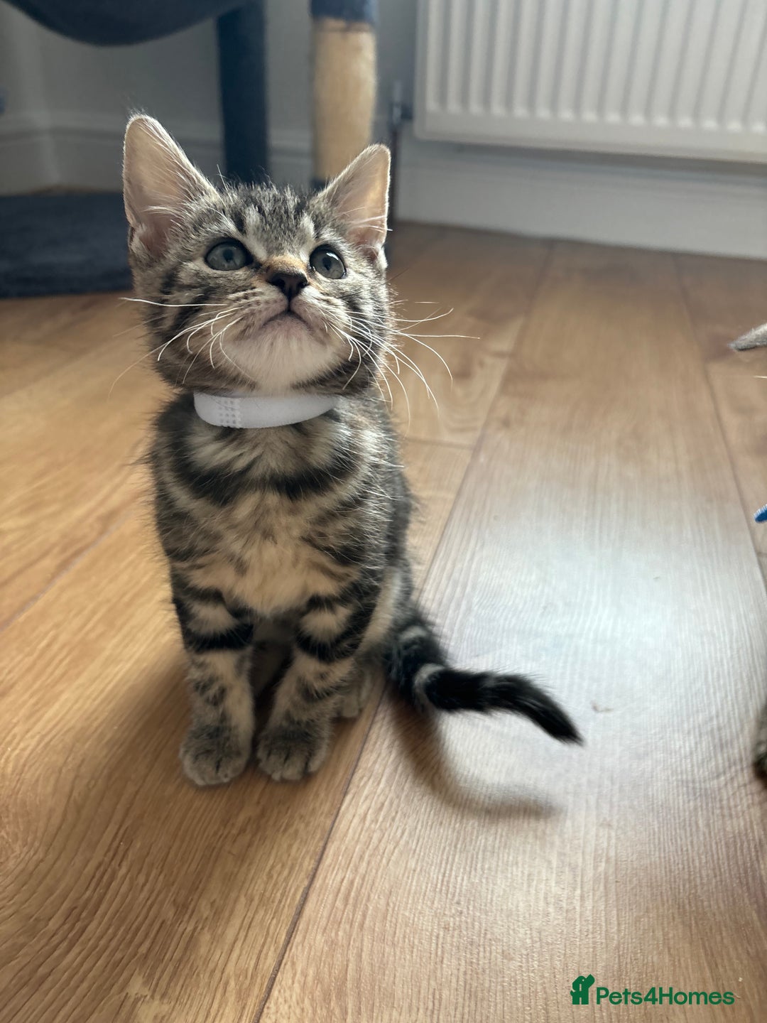 Maine Coon cats for sale: 🌟 5 Adorable Kittens Ready For 4ever Home🌟 - Advert 30