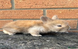 Angora rabbits for sale: English Angora  - Image 13