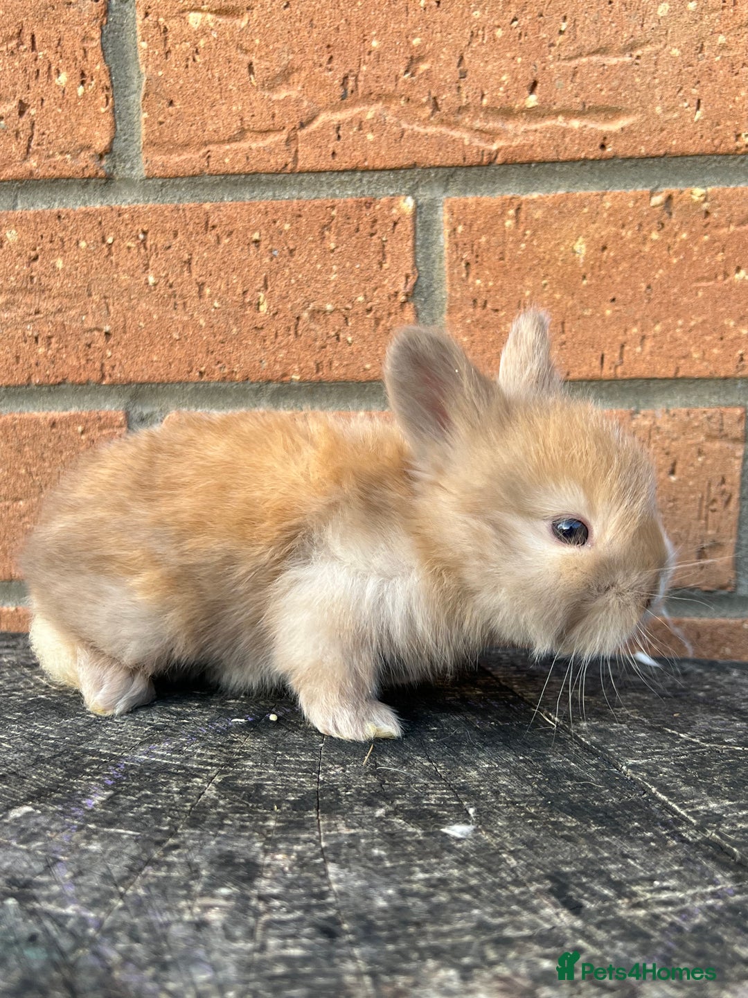 Angora rabbits for sale: English Angora  - Image 13