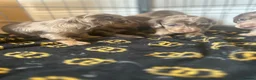 Miniature Dachshund dogs for sale: Long haired miniature dachshund  - Advert 2