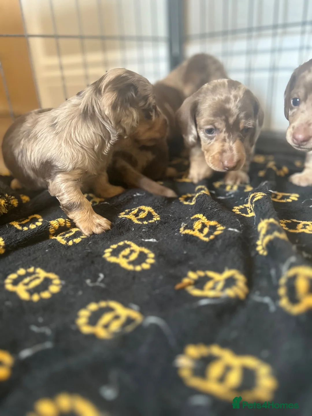 Miniature Dachshund dogs for sale: Long haired miniature dachshund  - Advert 2