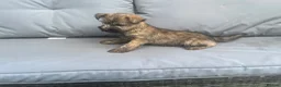 Cairn Terrier dogs for sale: Cairn terrier puppy’s  - Advert 8