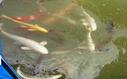 Koi Carp fish for sale: Japanese koi carp - Image 14