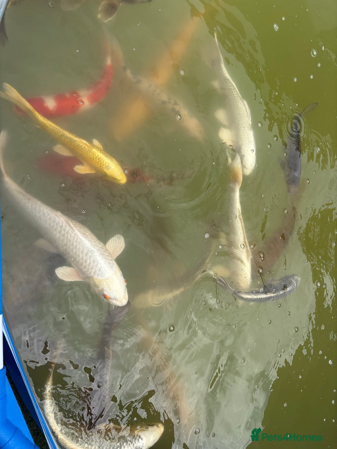 Koi Carp fish for sale: Japanese koi carp - Image 14